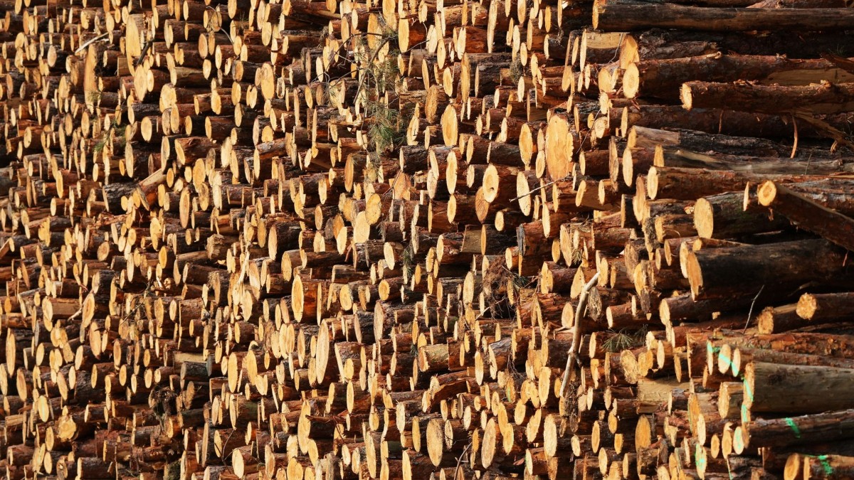 Holzdiebstahl in MV-Wäldern trotz steigender Preise gering