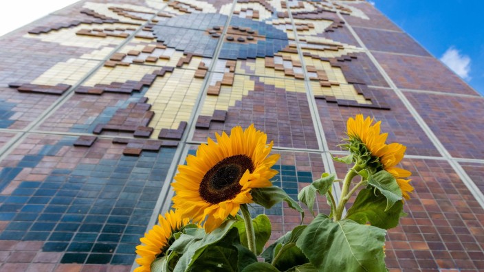 Ausschreitungen - Rostock: Sonnenblumen stehen bei der Gedenkveranstaltung vor dem Sonnenblumenhaus. Foto: Jens Büttner/dpa