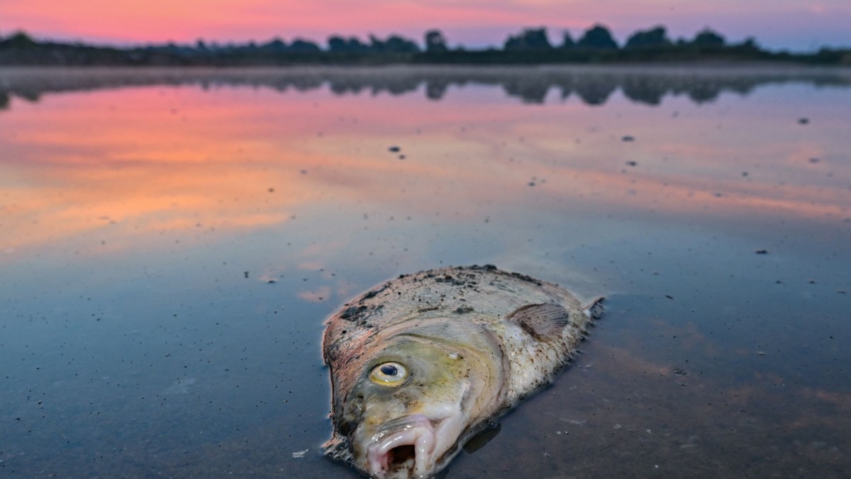 De wetenschap – de eerste resultaten van het doden van andere vissen zouden beschikbaar moeten zijn – Wikipedia