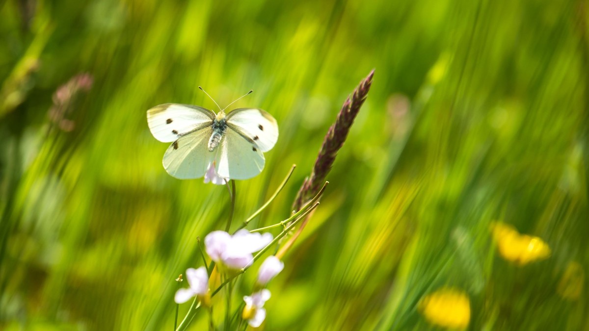 Wetenschap – BERLIJN – Het maaien van zeldzaam gras komt ‘goede’ insecten ten goede – Wikipedia