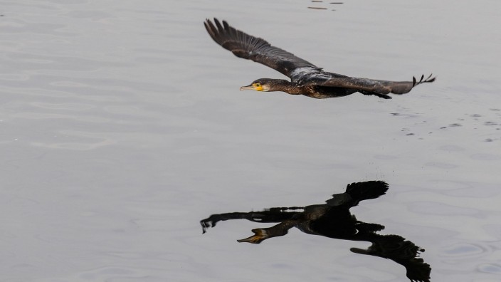 Tiere - Reichenau: Ein Kormoran fliegt über den Bodensee und spiegelt sich in der Wasseroberfläche. Foto: Felix Kästle/dpa/Archivbild