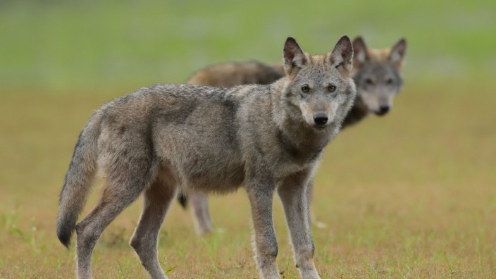 Tiere - Jever: Zwei Wölfe stehen auf einem Feld. Foto: Torsten Beuster/-/dpa/Symbolbild