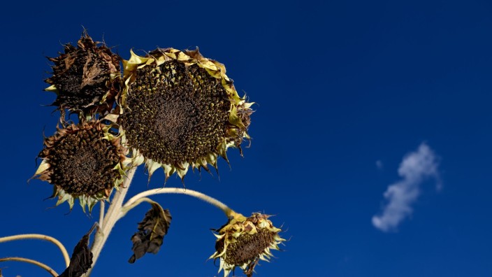 Wetter - Wiesbaden: Ausgetrocknete Sonnenblumen stehen auf einem Feld. Foto: Felix Kästle/dpa/Archivbild