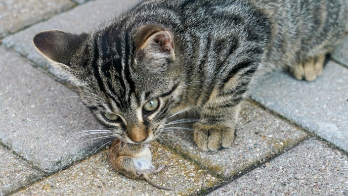 Tiere - Magdeburg: Eine junge Katze frisst eine Maus. Foto: Peter Endig/dpa/Symbolbild