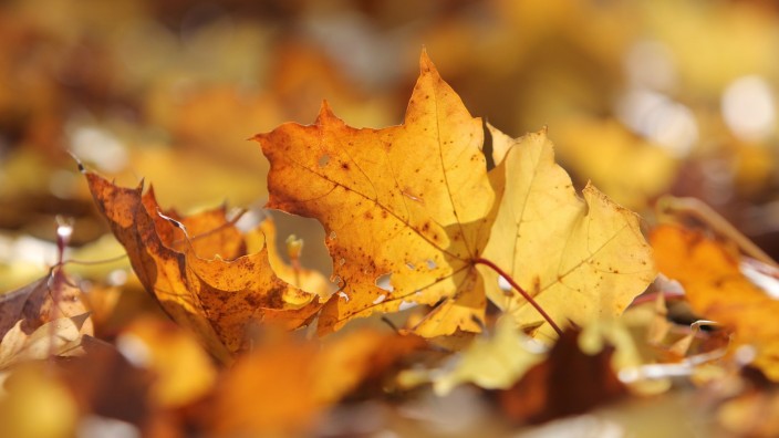 Wetter - : Herbstlaub liegt am Boden. Foto: Matthias Bein/dpa-Zentralbild/dpa/Symbolbild
