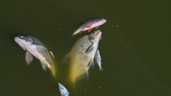 Umwelt - Potsdam: Tote Fische treiben im Wasser des deutsch-polnischen Grenzflusses Oder. Foto: Patrick Pleul/dpa/Symbolbild