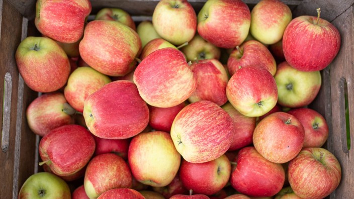 Agrar - Kamenz: Eine Kiste mit frisch gepflückten Äpfeln steht auf einem Obsthof. Foto: Daniel Reinhardt/dpa/Symbolbild