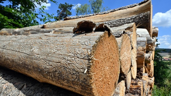 Forstwirtschaft - : Der Borkenkäfer hat seine Spuren hinterlassen im Holz, das auf einer Waldfläche zwischen Stausee Hohenfelden und Riechheimer Berg liegt. Foto: Martin Schutt/dpa/Archivbild