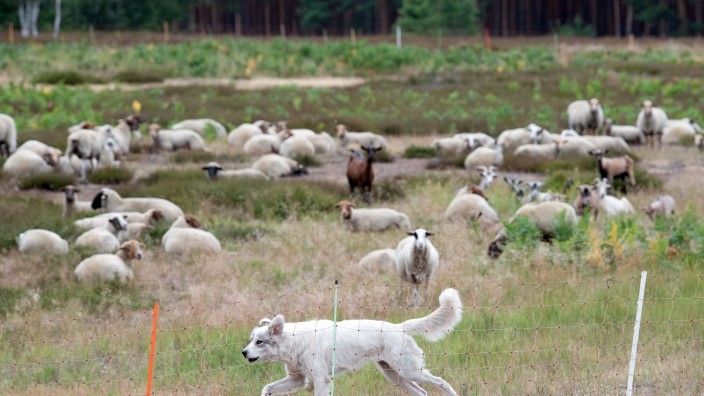 Umwelt - Potsdam: Ein Pyrenäenberghund bewacht eine Herde Ziegen und Schafe. Die Hunde sind ein guter Schutz gegen Wölfe. Foto: Soeren Stache/dpa/Archivbild