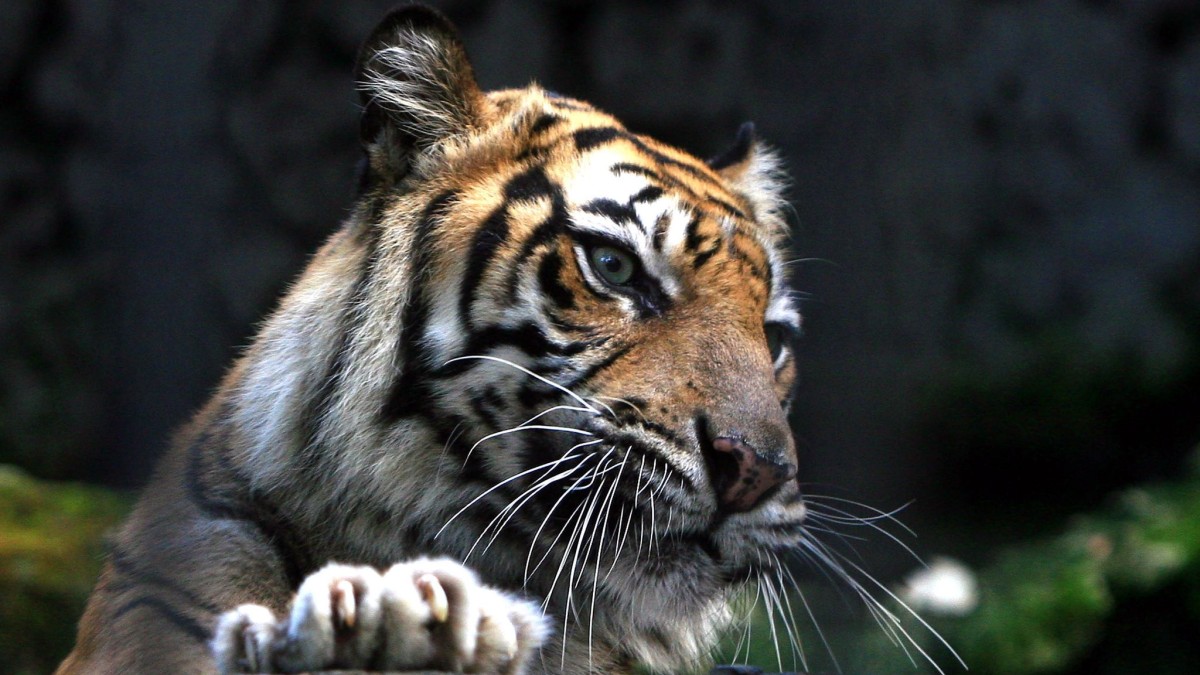 Hewan – Indonesia: Manusia berkelahi dengan harimau – Pengetahuan
