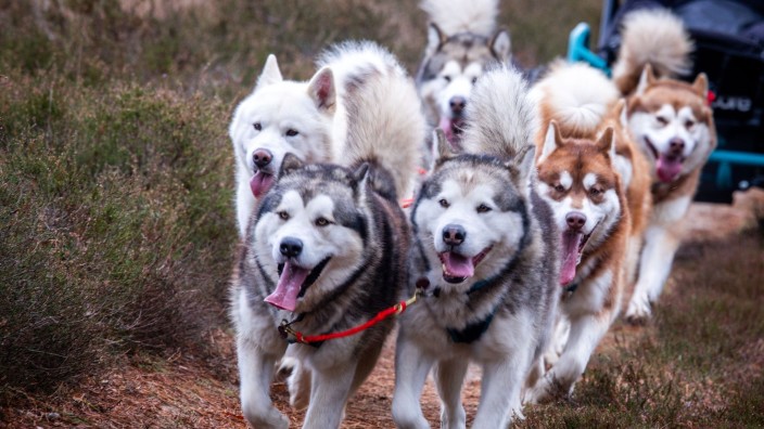 Tiere - Buchberg: Die insgesamt sieben Alaskan-Malamutes Schlittenhunde bei einer Tour durch die Retzower Heide. Foto: Jens Büttner/dpa