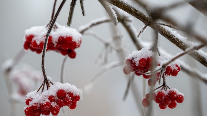 Wetter - Hannover: Schnee und Frost liegen als weiße Haube auf den Früchten des Beerenbaums. Foto: Harald Tittel/dpa/Symbolbild