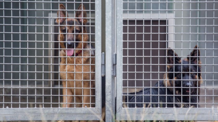 Tiere - Düsseldorf: Zwei Schäferhunde blicken im Tierheim aus ihrem Zwinger. Foto: Christoph Schmidt/dpa/Symbolbild