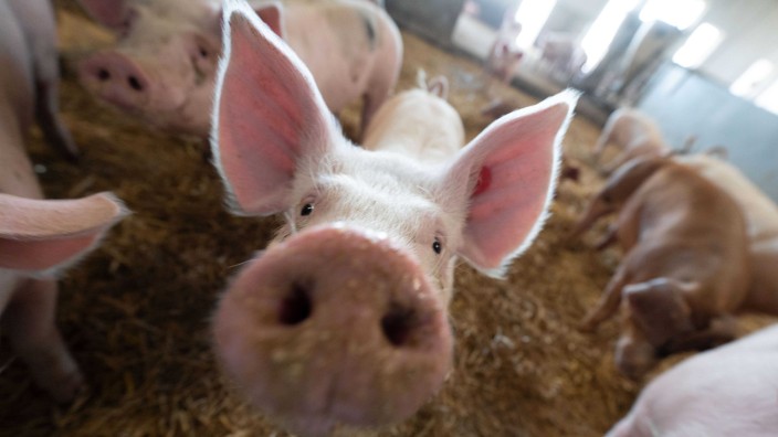 Agrar - Apfelstädt: Schweine stehen im Stall. Foto: Marijan Murat/dpa/Symbolbild