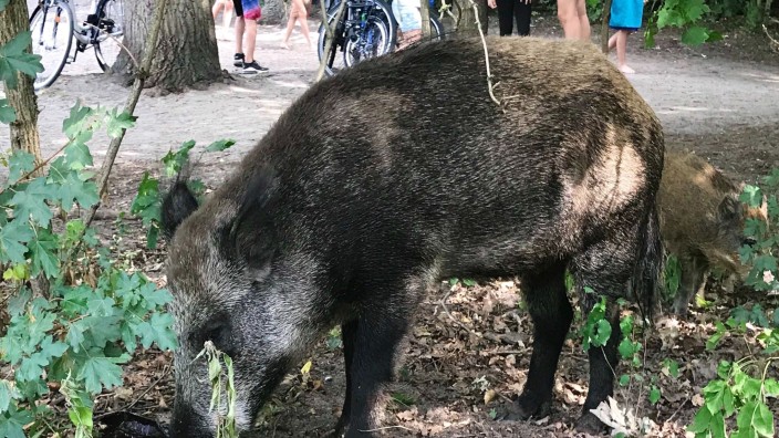 Agrar - Berlin: Ein Wildschwein mit seinem Nachwuchs schnuppert auf der Badewiese am Teufelssee an Müll. Foto: Fernando Gutierrez/dpa/Archiv
