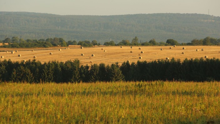 Agrar - Erfurt: Strohballen liegen auf einem Feld. Foto: Matthias Bein/dpa-Zentralbild/ZB/Symbolbild