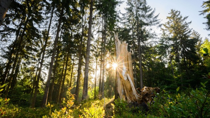 Umwelt - Wiesbaden: Die Sonne geht neben einem Baumstumpf auf. Foto: Julian Stratenschulte/dpa/Symbolbild