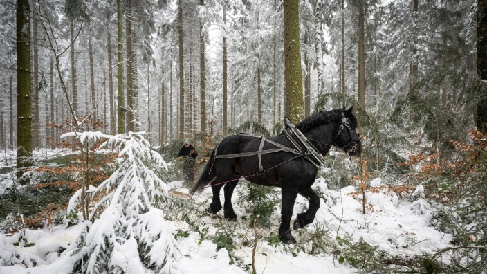 Forstwirtschaft - Gelenau/Erzgeb.: Ines Buchhold manövriert ihr Rückepferd durch ein Waldstück bei Gelenau im Erzgebirge. Foto: Hendrik Schmidt/dpa/ZB