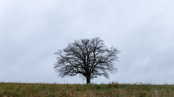 Wetter - Offenbach am Main: Ein Baum ist vor einem verregneten Himmel als Silhouette zu sehen. Foto: Silas Stein/dpa/Symbolbild