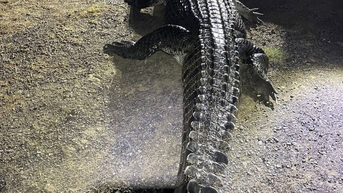 Animals – Crocodile bites man and eats dog in Australia – Knowledge
