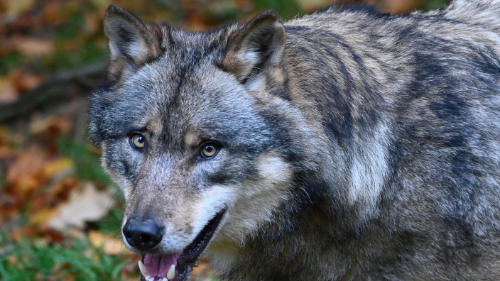 Tiere - Dresden: Ein Wolf läuft durch einen Wald. Foto: Swen Pförtner/dpa/Symbolbild