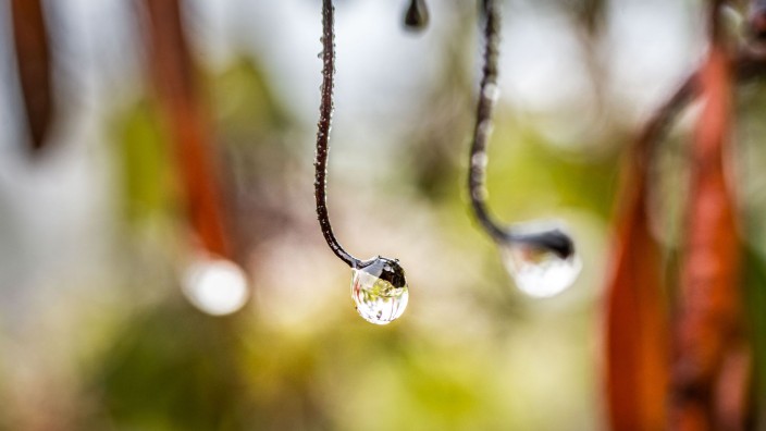 Weather - Offenbach am Main: A drop of water has formed at the end of a branch on a bush.  Photo: Frank Rumpenhorst/dpa/archive image