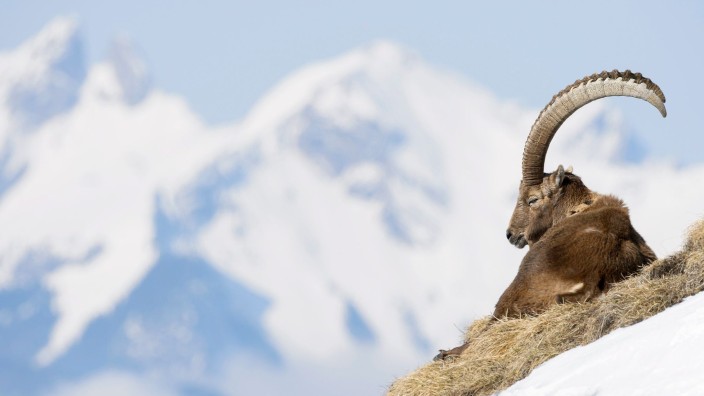 Umwelt - : Ein Steinbock (Alpine ibex) sitzt auf einem Felsen. Foto: Anthony Anex/KEYSTONE/dpa/Symbolbild
