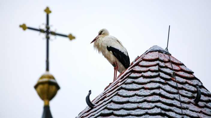 Kirche - Nürnberg: Ein Storch steht auf dem mit Schnee bedeckten Dach einer Kirche. Foto: Thomas Warnack/dpa/Symbolbild
