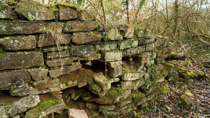 Archäologie - Schuld: Mauerreste der Villa rustica sind in einem Waldstück am Ortsrand von Schuld im Landkreis Ahrweiler zu sehen. Foto: Sascha Ditscher/dpa