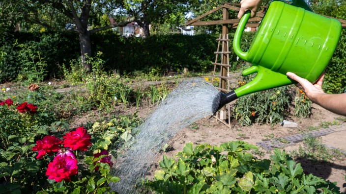Freizeit - Sonneberg: Eine Frau gießt ein Gemüsebeet in einem Kleingarten. Foto: Hendrik Schmidt/dpa/Archivbild