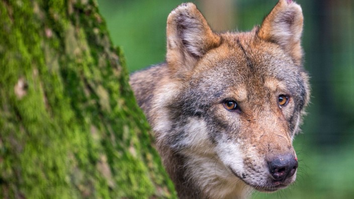 Tiere - Innsbruck: Ein Wolf schaut hinter einem Baum hervor. Foto: Lino Mirgeler/dpa/Symbolbild