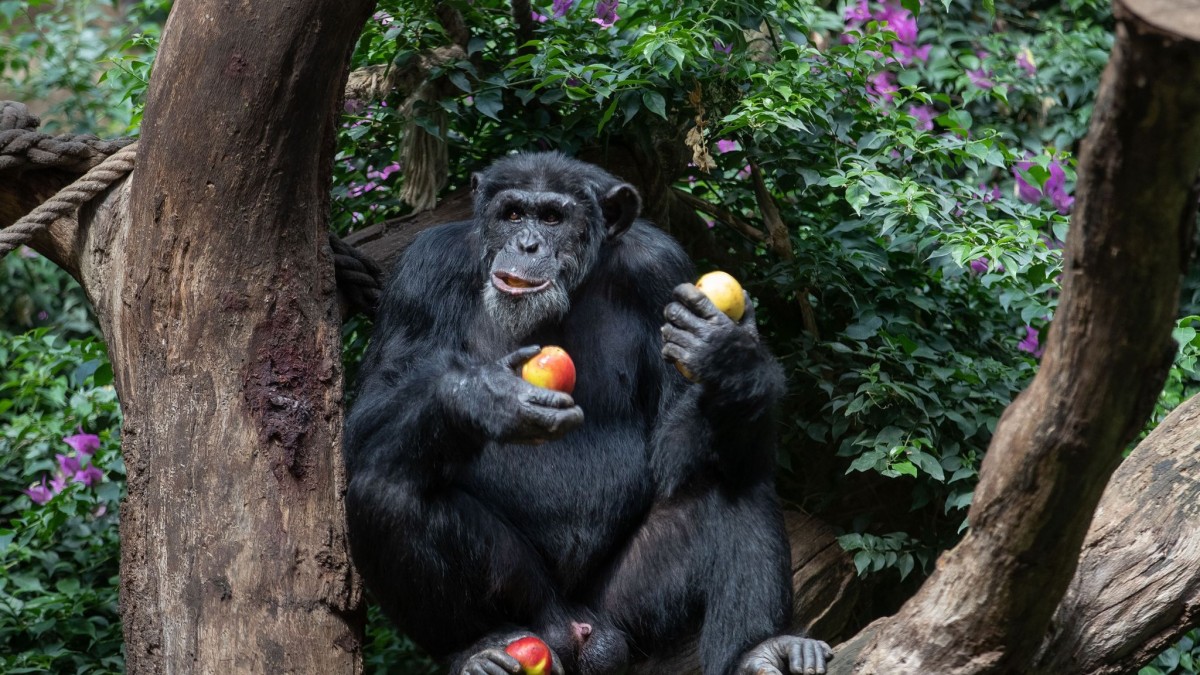 Wetenschap – Chimpansees gebruiken “Huu” en “Waa” om een ​​soort minizin te vormen – kennis