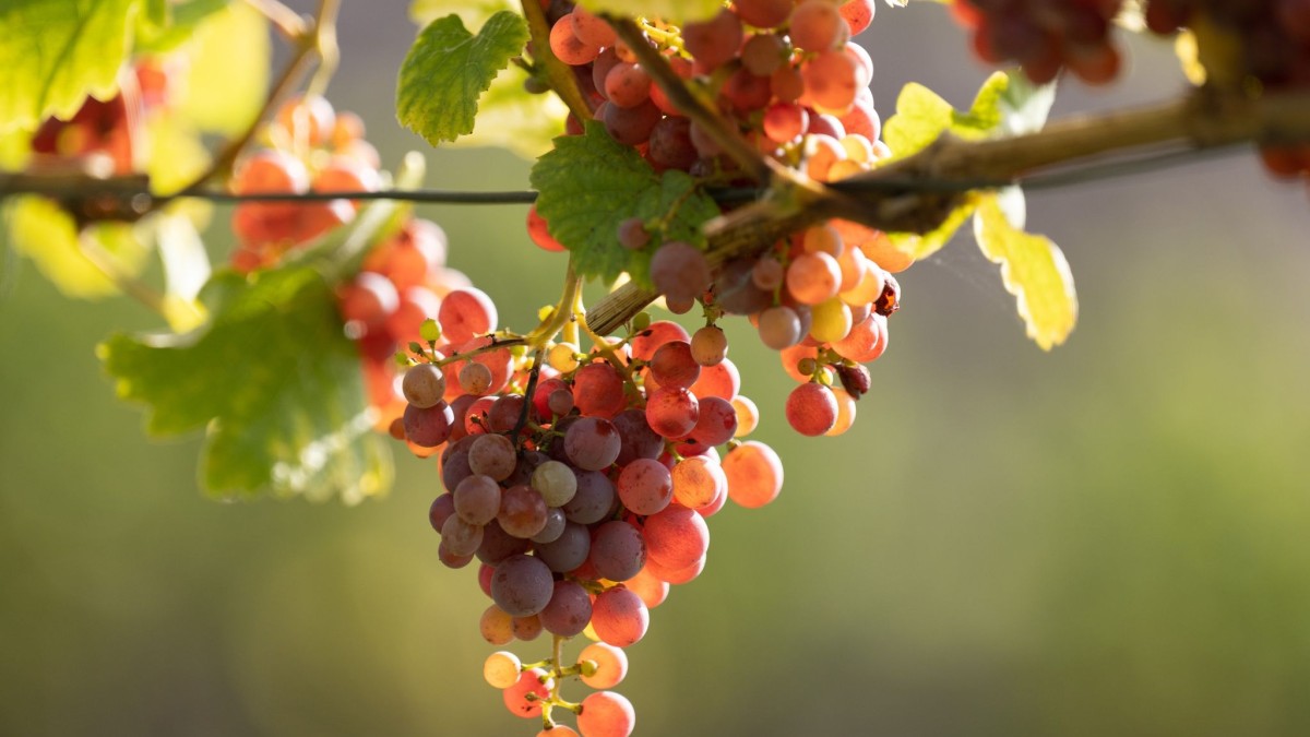 The Future of Baden Wine: Promising Yields and Quality Forecast for 2023 Vintage
