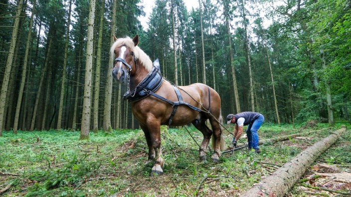 Agrar - Würzburg: Holzrücker Peter Schönle ist mit seinem Kaltblut-Wallach Robbie in einem Wald unterwegs. Foto: Thomas Warnack/dpa