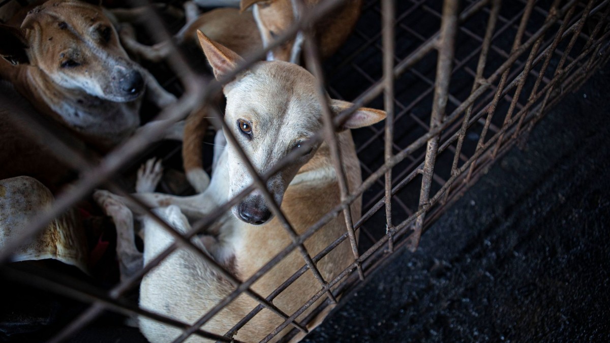 Hewan – Daging Anjing: Indonesia Melawan Kekejaman terhadap Hewan – Pengetahuan