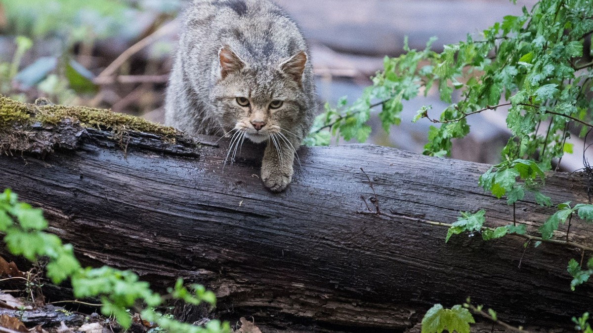 How the European Wildcat Population is Thriving in Southwest Germany