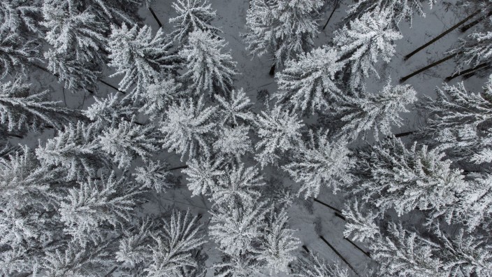Wetter - München: Nadelbäume in einem Wald sind mit Schnee bedeckt. Foto: Boris Roessler/dpa/Symbolbild
