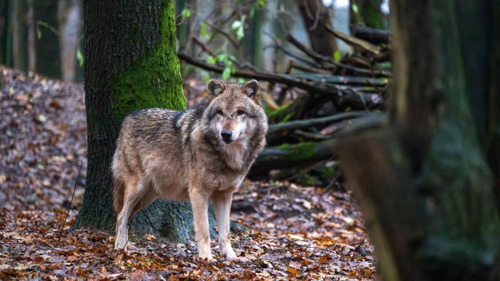 Umwelt - Kiel: Ein Europäischer Wolf in einem Gehege vom Wolfcenter Dörverden. Foto: Sina Schuldt/dpa
