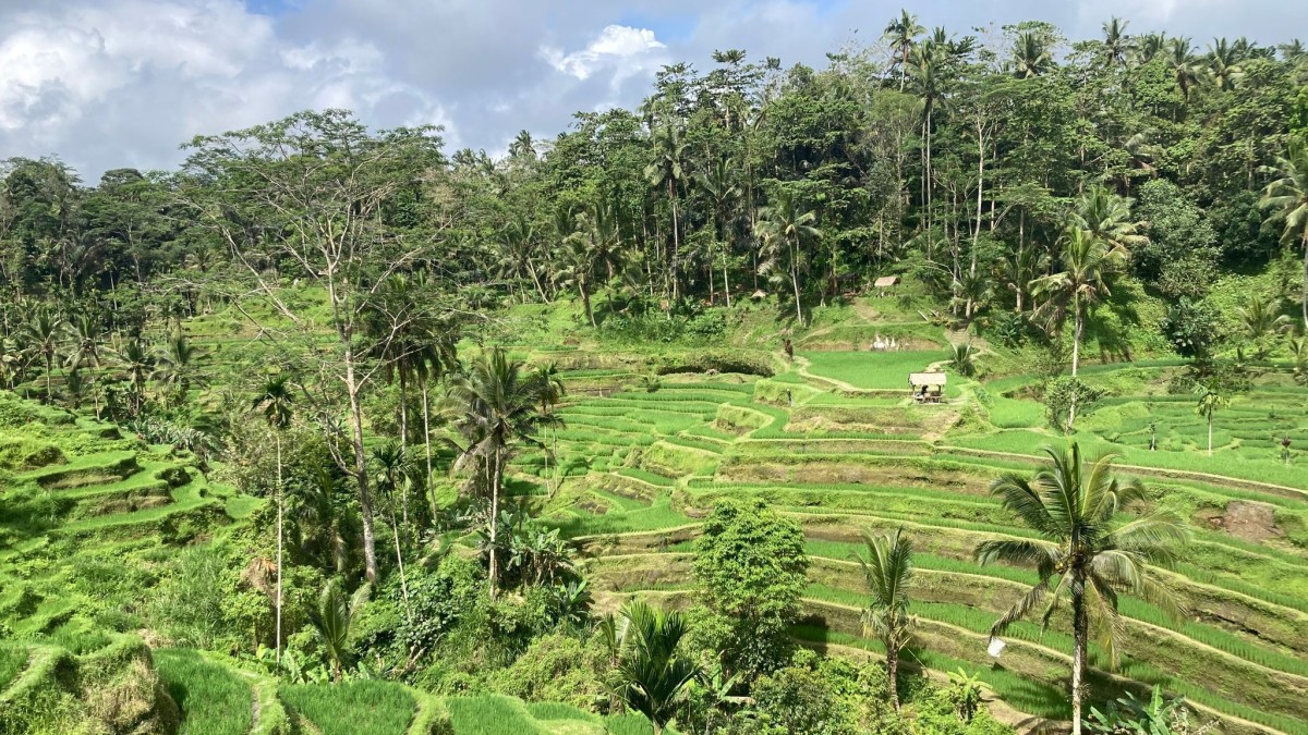 Pariwisata – Kecemasan di Bali: Indonesia menaikkan pajak hiburan – Perjalanan