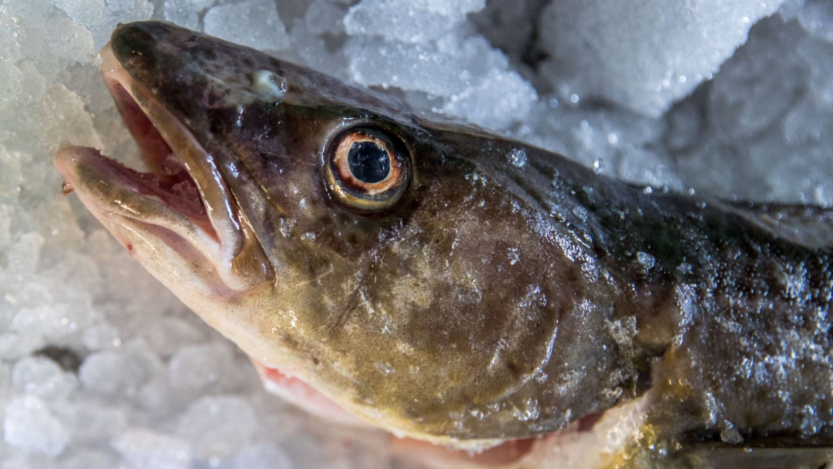 Science – Rostock – Blue-green algae spoils the diet of eastern cod – Knowledge