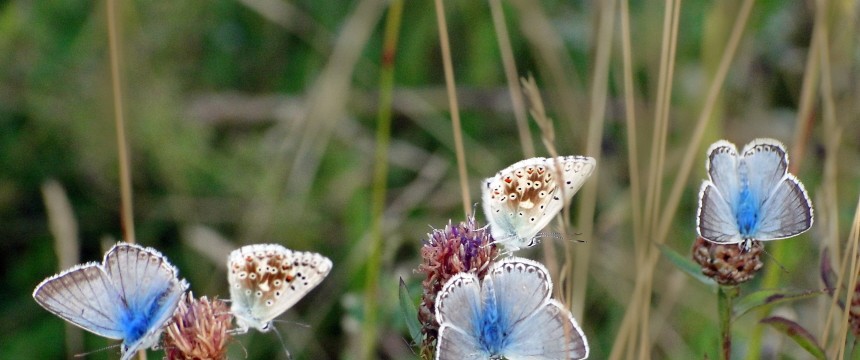 Artensterben: Noch sieht man sie, aber fraglich ist, wie lange das so bleibt. Etliche Schmetterlinge, darunter die meisten Bläulinge, sind vom Aussterben bedroht.
