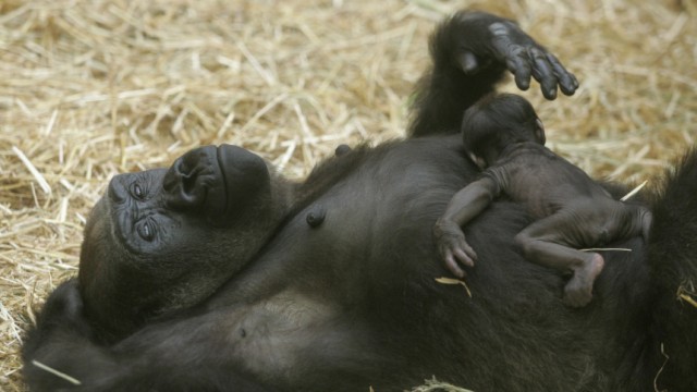 Tierschutz: Das Gorillaweibchen Gana mit ihrem Nachwuchs im Zoo von Münster. Die Menschenaffen verfügen über ein beeindruckendes Sprachtalent. Ganas Artgenossin Koko versteht rund 2000 gesprochene Wörter.