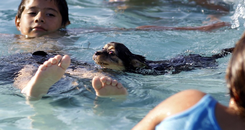 Children and a puppy play in the water of a public fountain to cool off in Los Angeles