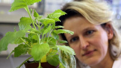 04. Juli 2009: Die Biologin Carola Engler betrachtet eine gentechnisch veränderte Tabakpflanze.