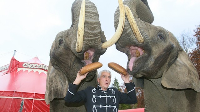Zirkus in Erding: Die Elefanten sind die Stars jeder Aufführung, sagt Zirkus-Inhaber Francois Meise. Hier füttert er gerade Betty und Miri.