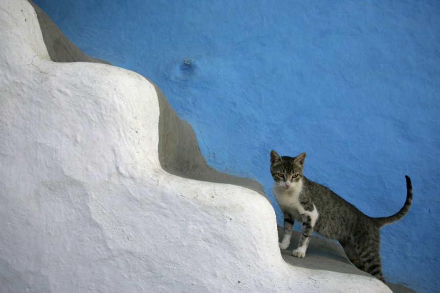 A cat goes up stairs at a marijuana farmer's house in Rif region