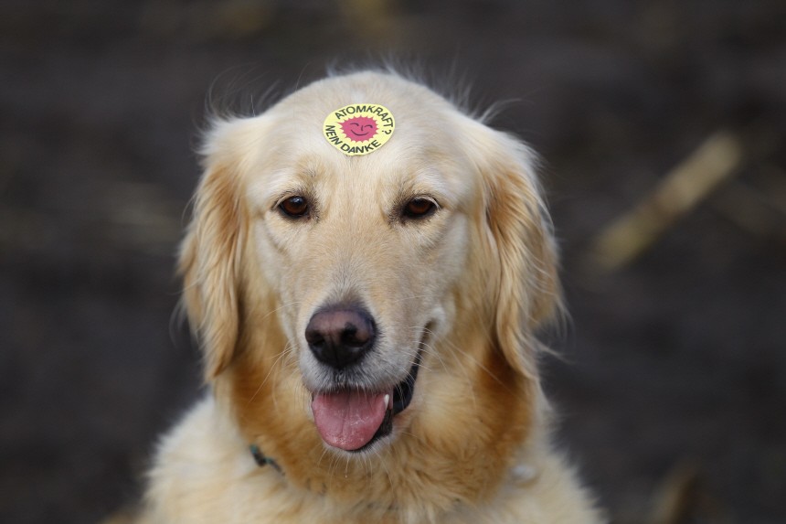 A dog with sticker reading 'Nuclear power? No, thanks' is pictured during an anti-nuclear protest in the northern German village of Dannenberg
