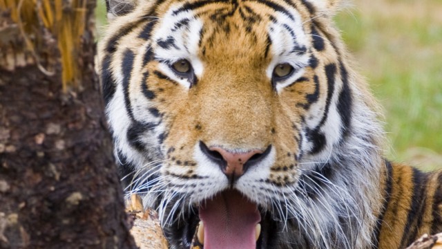 Amur-Tiger vom Aussterben bedroht