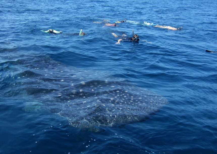 Aug in Aug mit dem Walhai: Der Tauch-Geheimtipp Mosambik