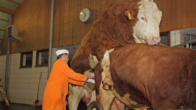 Rinderzucht: Viermal pro Woche liefern die Stiere der Besamungsstation Greifenberg "Spitzengenetik". Abnehmer sind auch die Bauern im Fünfseenland und im Landkreis Bad Tölz-Wolfratshausen.